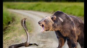 The Snake and the Bear