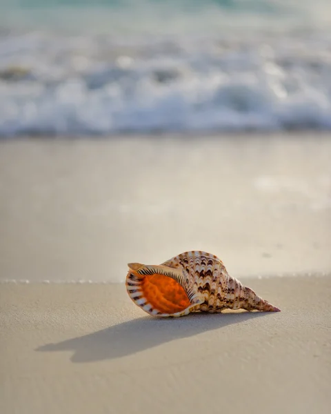 Sounds of a Conch Shell - AP Lit Creative Writing Piece